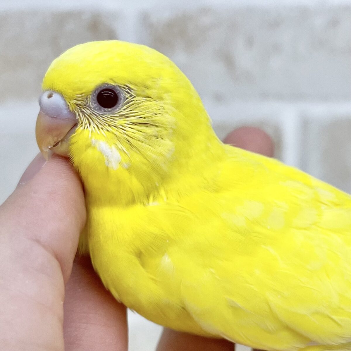 真っ黄色のヒヨコちゃん🐣💓　セキセイインコ（ルチノー）