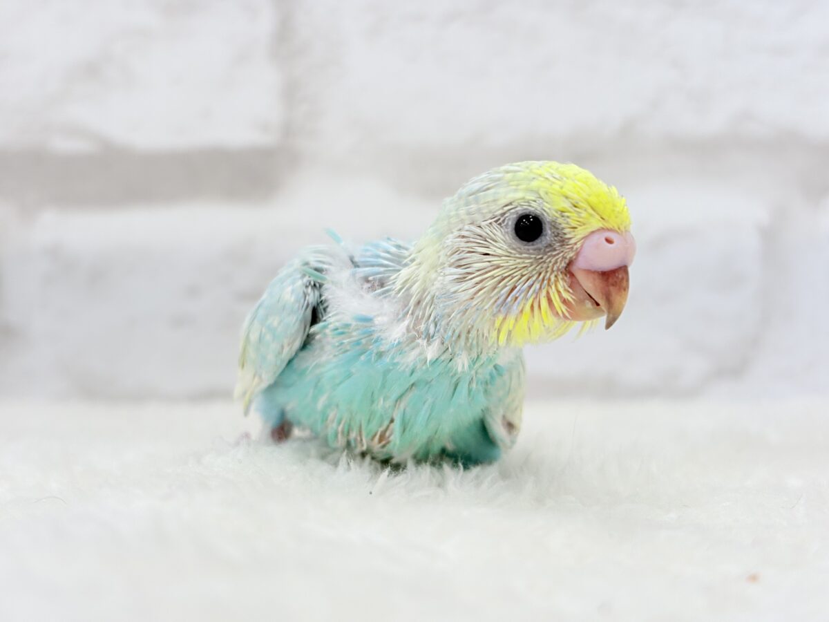 しゅわっと弾けるソーダカラー🐣🫧セキセイインコ(パステルレインボー) ヒナ セキセイインコ