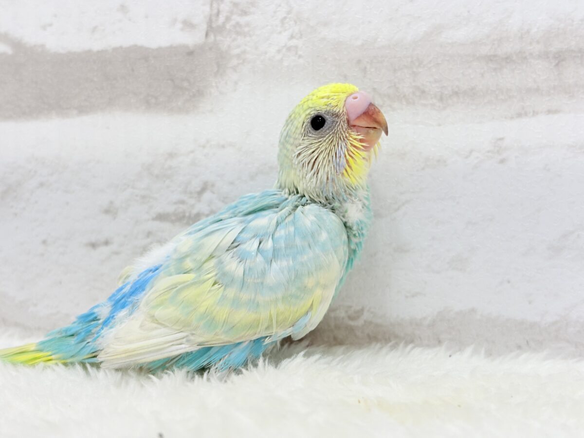 しゅわっと弾けるソーダカラー🐣🫧セキセイインコ(パステルレインボー) ヒナ セキセイインコ