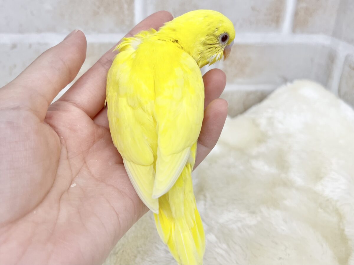 セキセイインコ