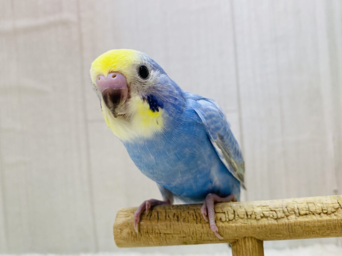 濃いめブルーが目を惹きます✨✨セキセイインコパステルレインボー🌈