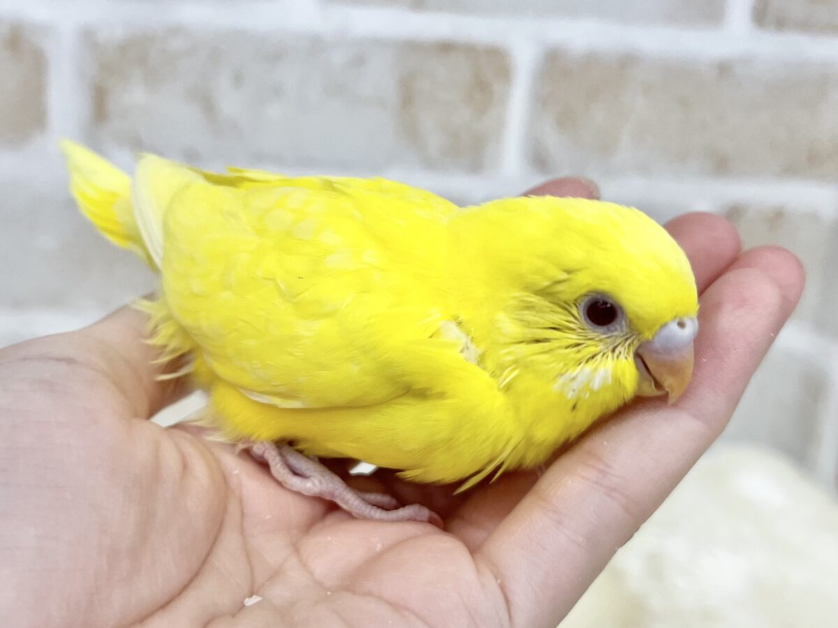 セキセイインコ
