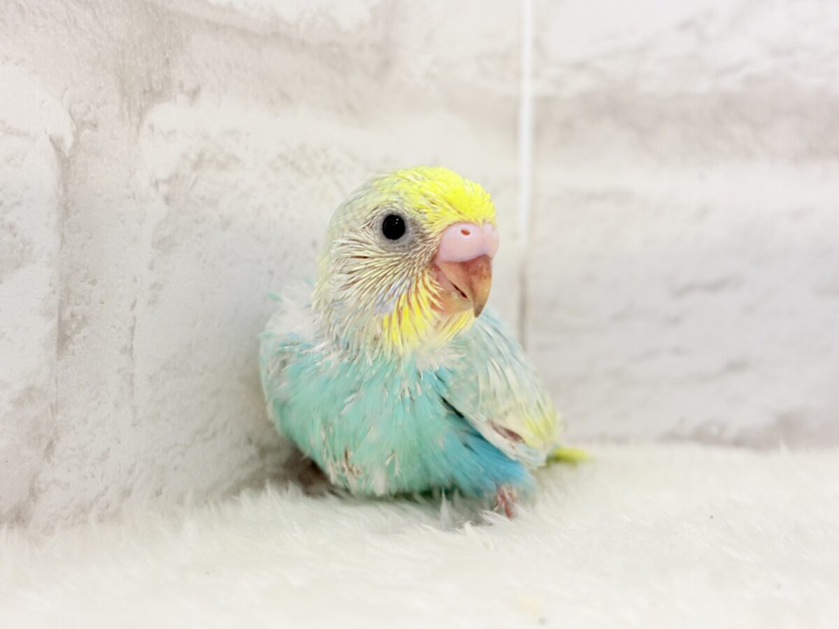 しゅわっと弾けるソーダカラー🐣🫧セキセイインコ(パステルレインボー) ヒナ セキセイインコ