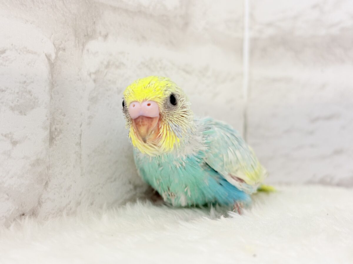 しゅわっと弾けるソーダカラー🐣🫧セキセイインコ(パステルレインボー) ヒナ セキセイインコ