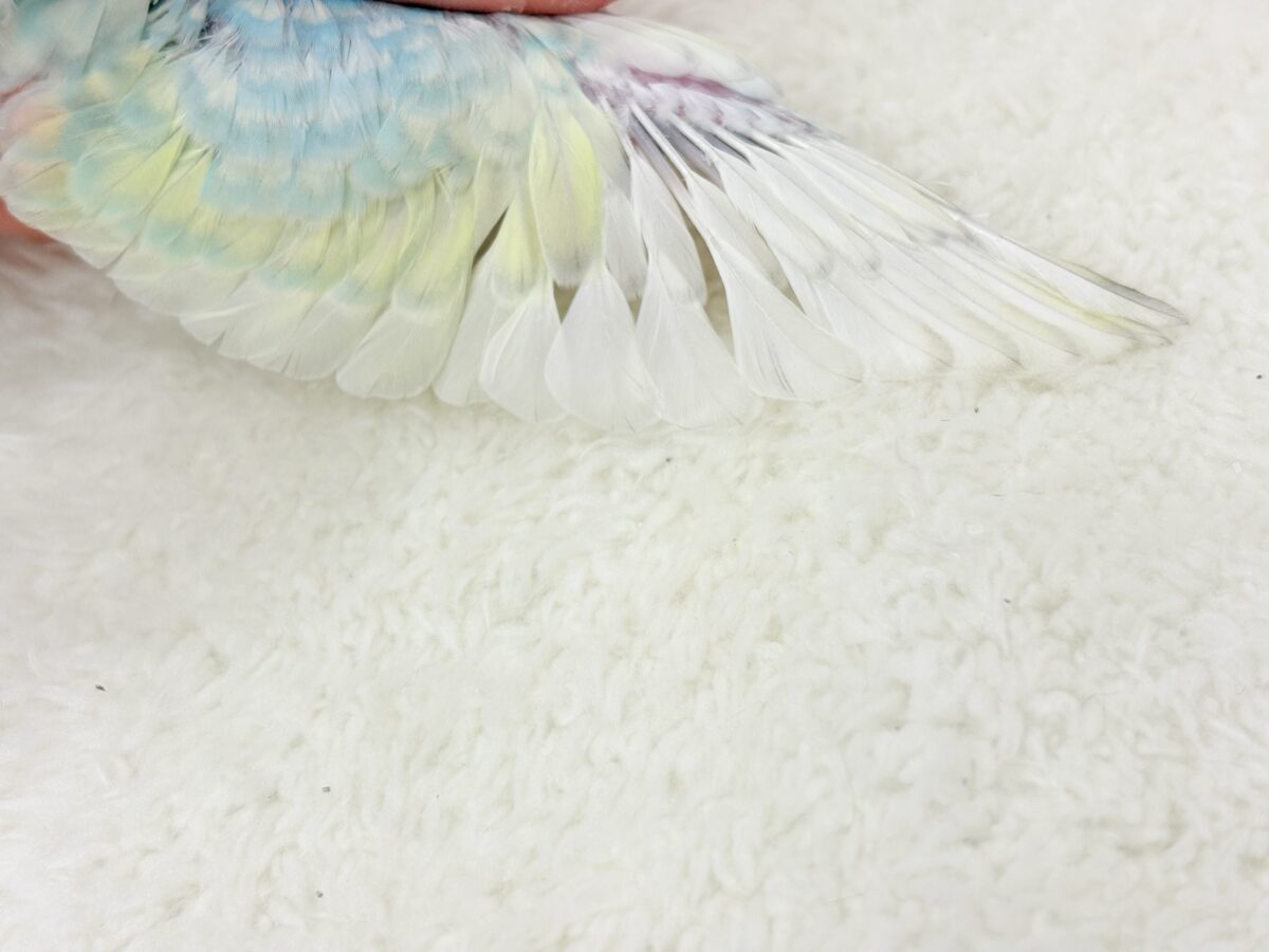 しゅわっと弾けるソーダカラー🐣🫧セキセイインコ(パステルレインボー) ヒナ セキセイインコ