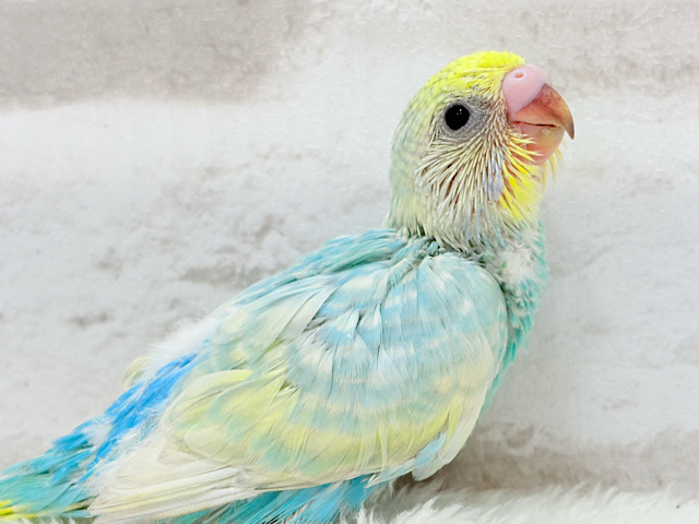 しゅわっと弾けるソーダカラー🐣🫧セキセイインコ(パステルレインボー) ヒナ しゅわっと弾けるソーダカラー🐣🫧セキセイインコ(パステルレインボー) ヒナ