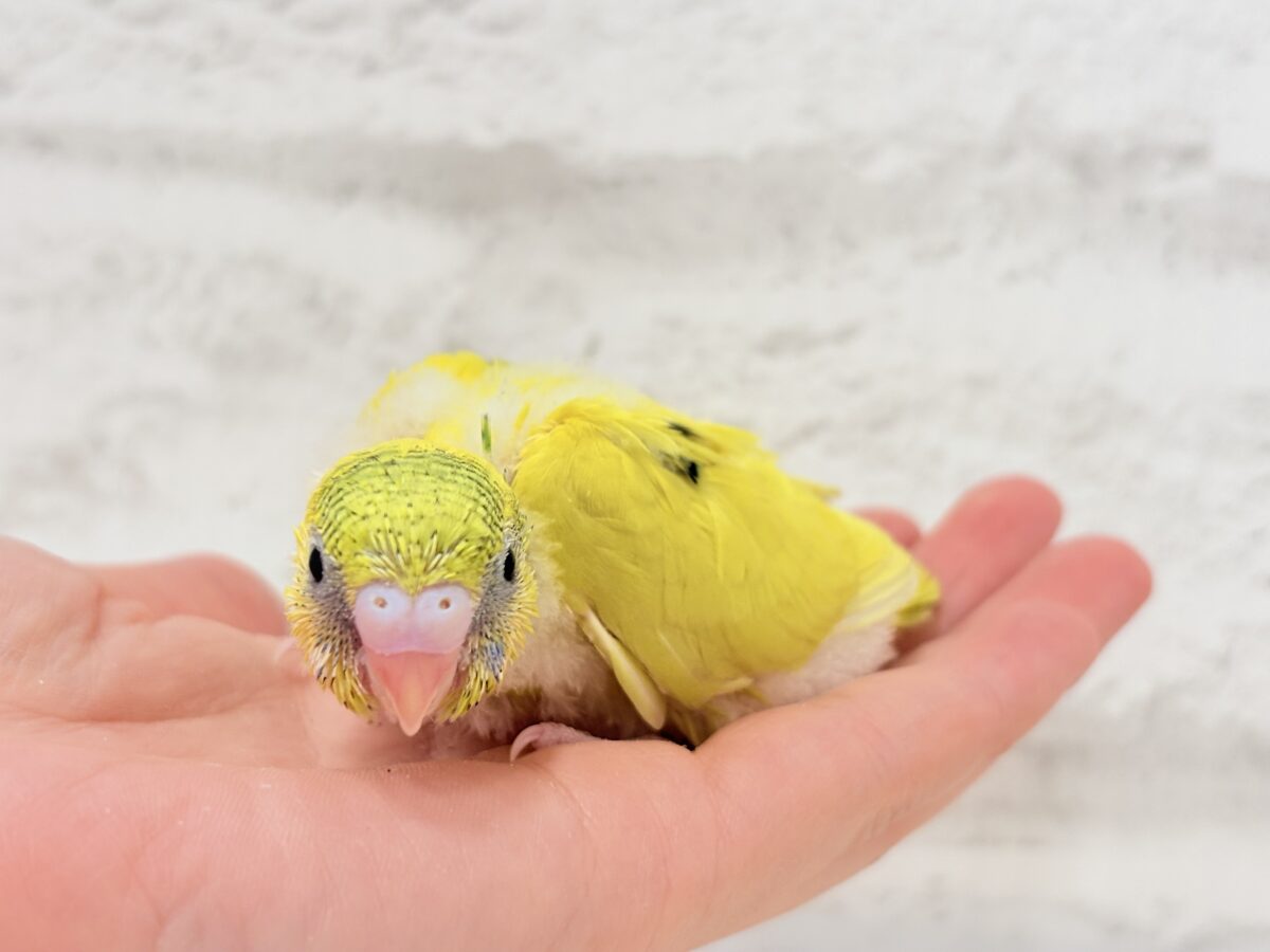みんなにエネルギーを届けるよ🐣セキセイインコ(パイド) ヒナ セキセイインコ