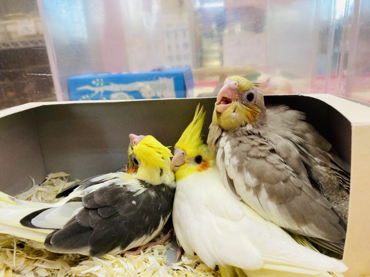 オカメインコ