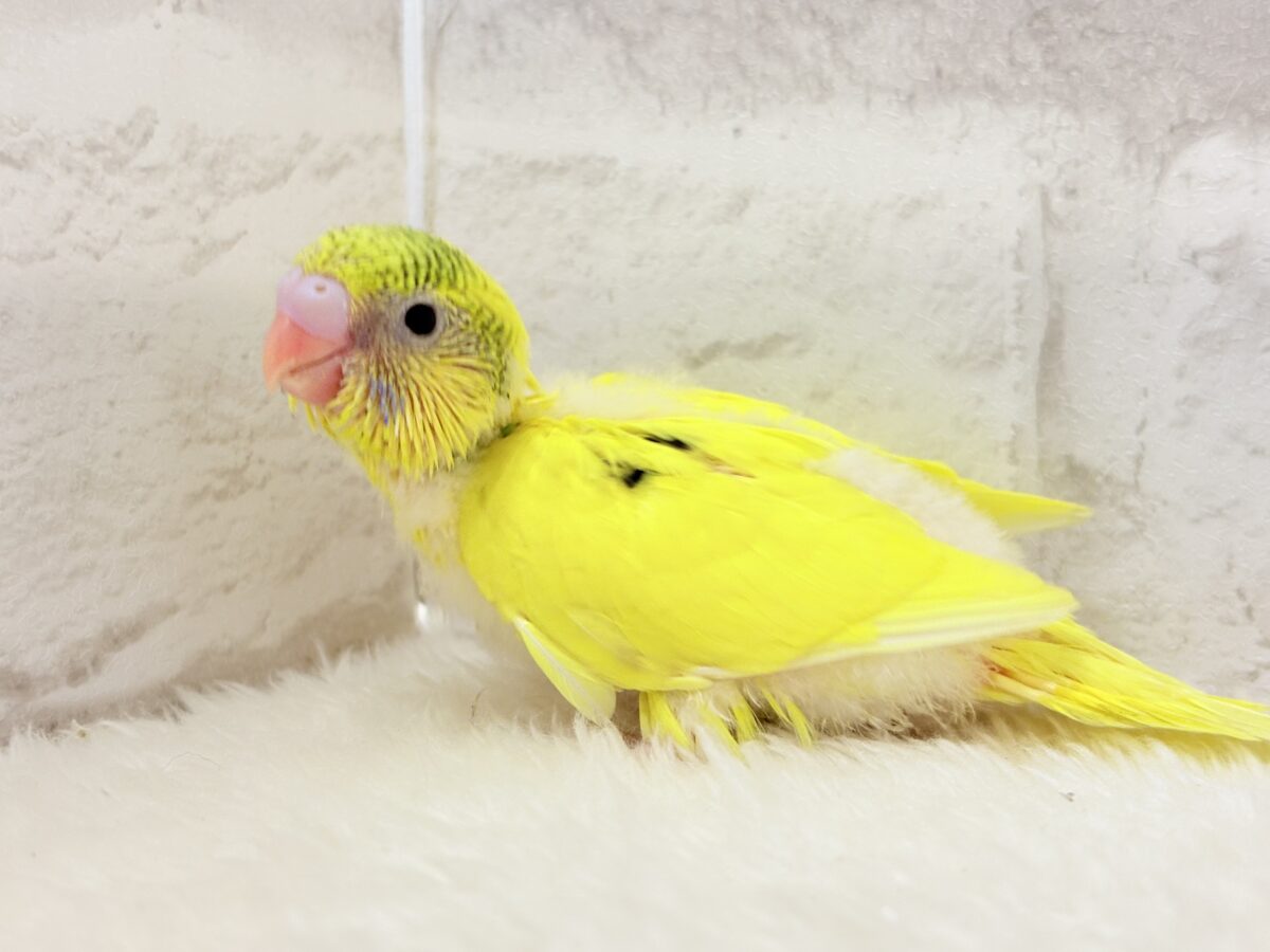 みんなにエネルギーを届けるよ🐣セキセイインコ(パイド) ヒナ セキセイインコ