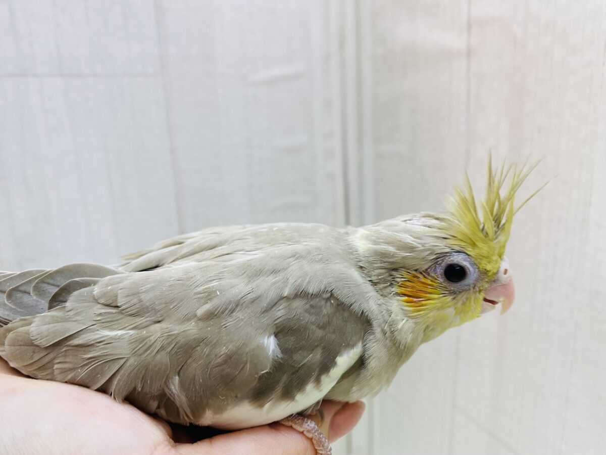 オカメインコ