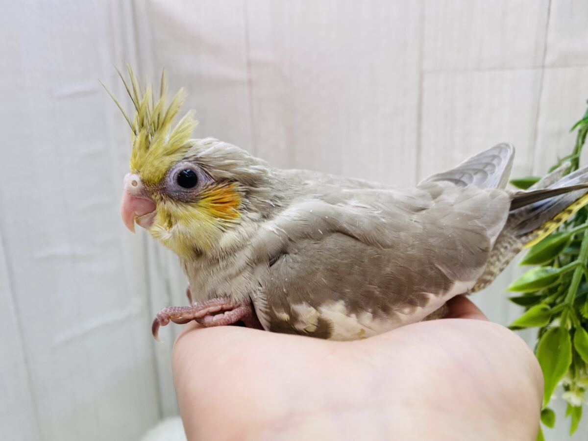 オカメインコ