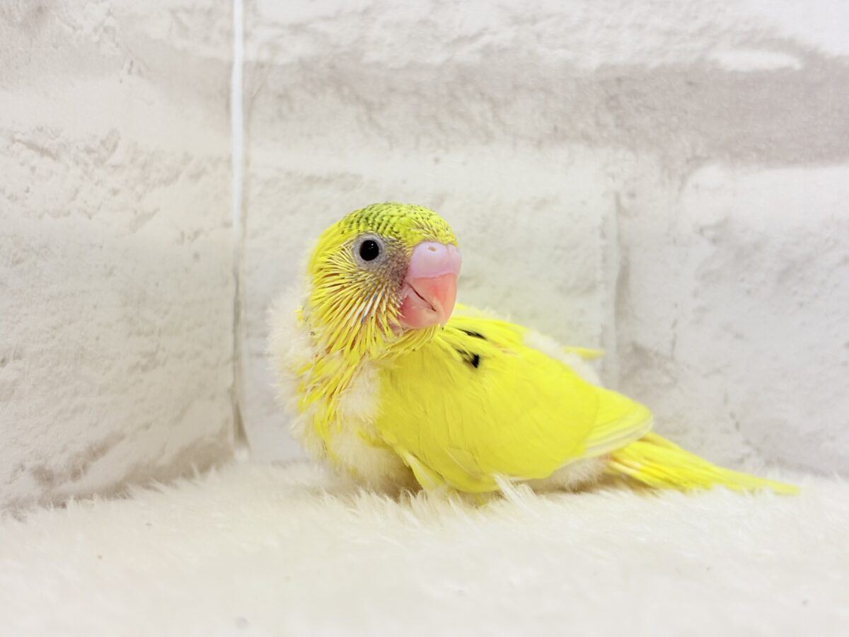 みんなにエネルギーを届けるよ🐣セキセイインコ(パイド) ヒナ セキセイインコ