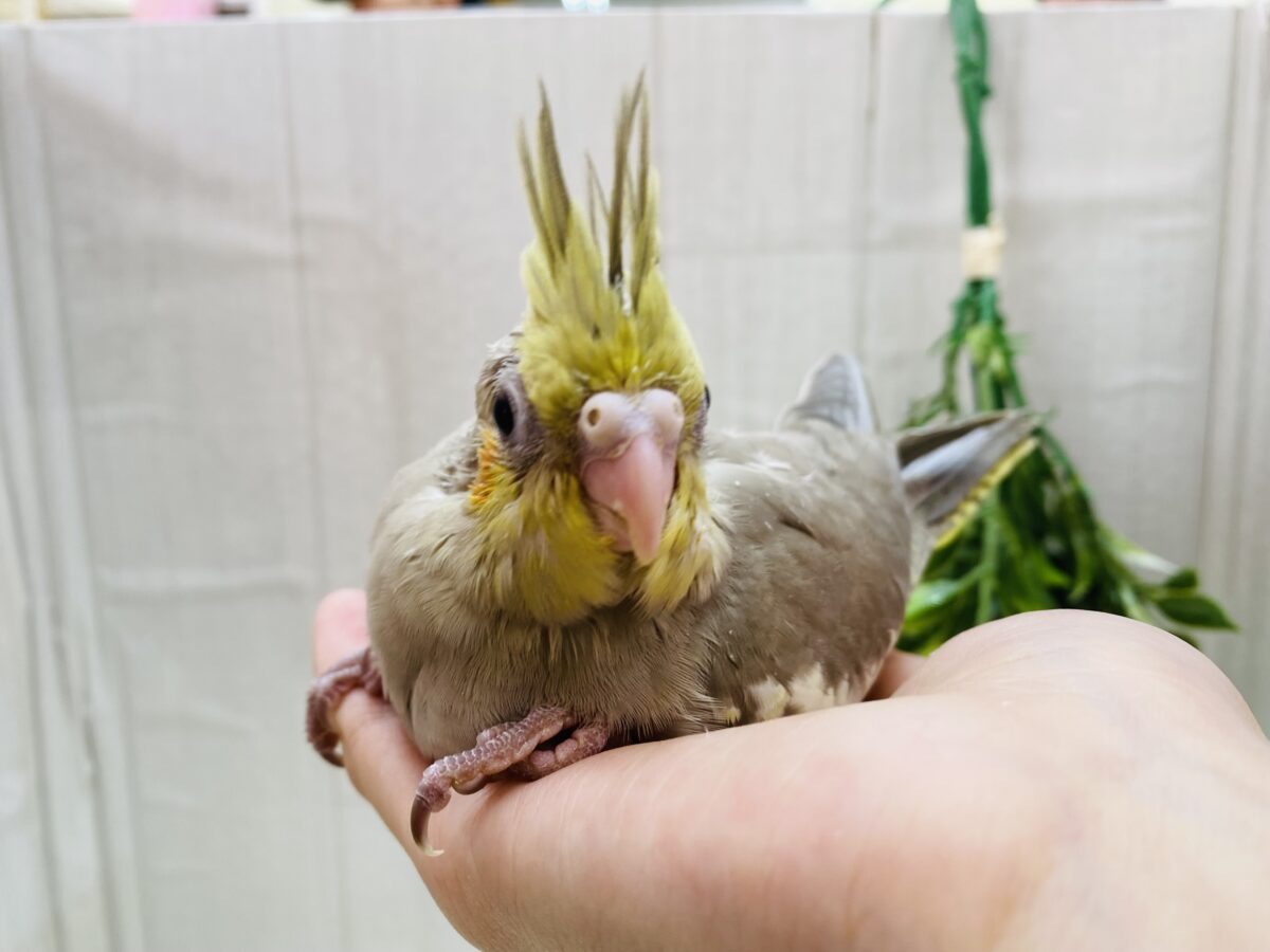 オカメインコ
