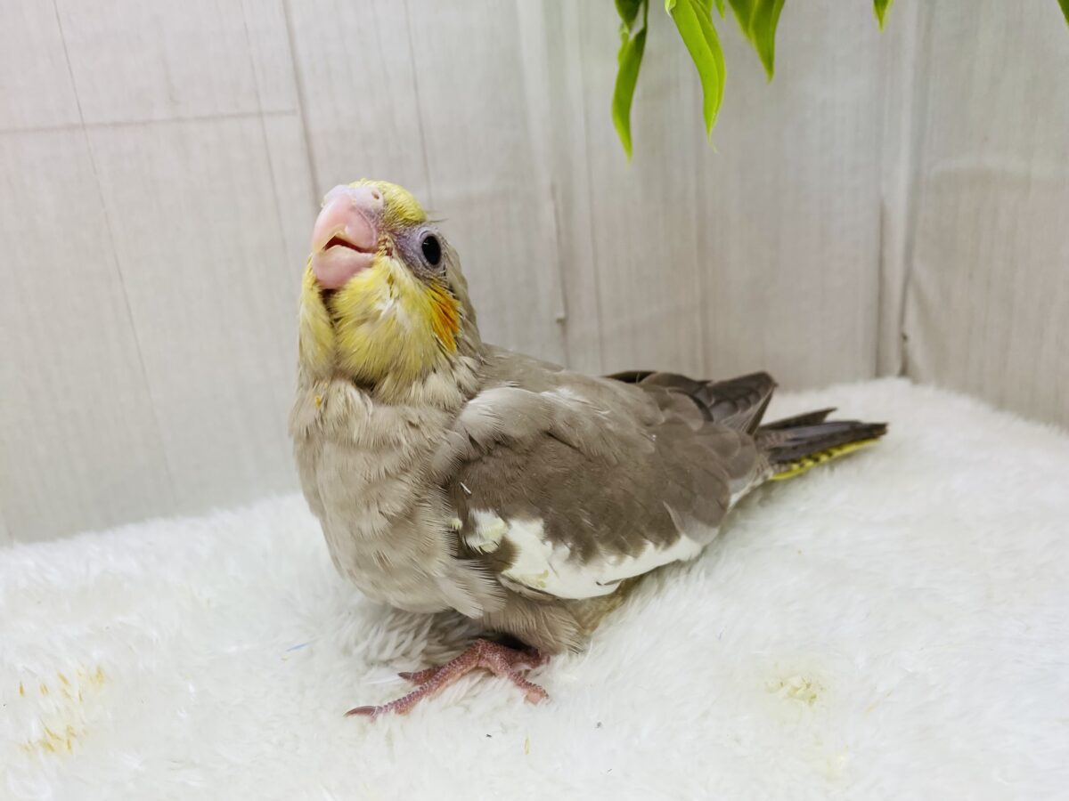 オカメインコ