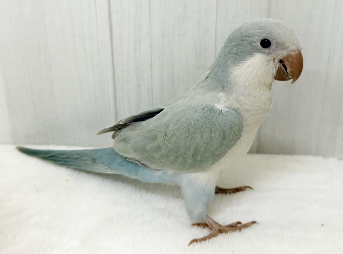 オキナインコ