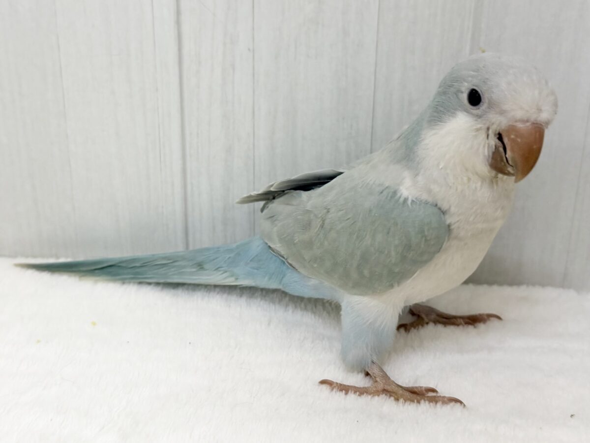 オキナインコ