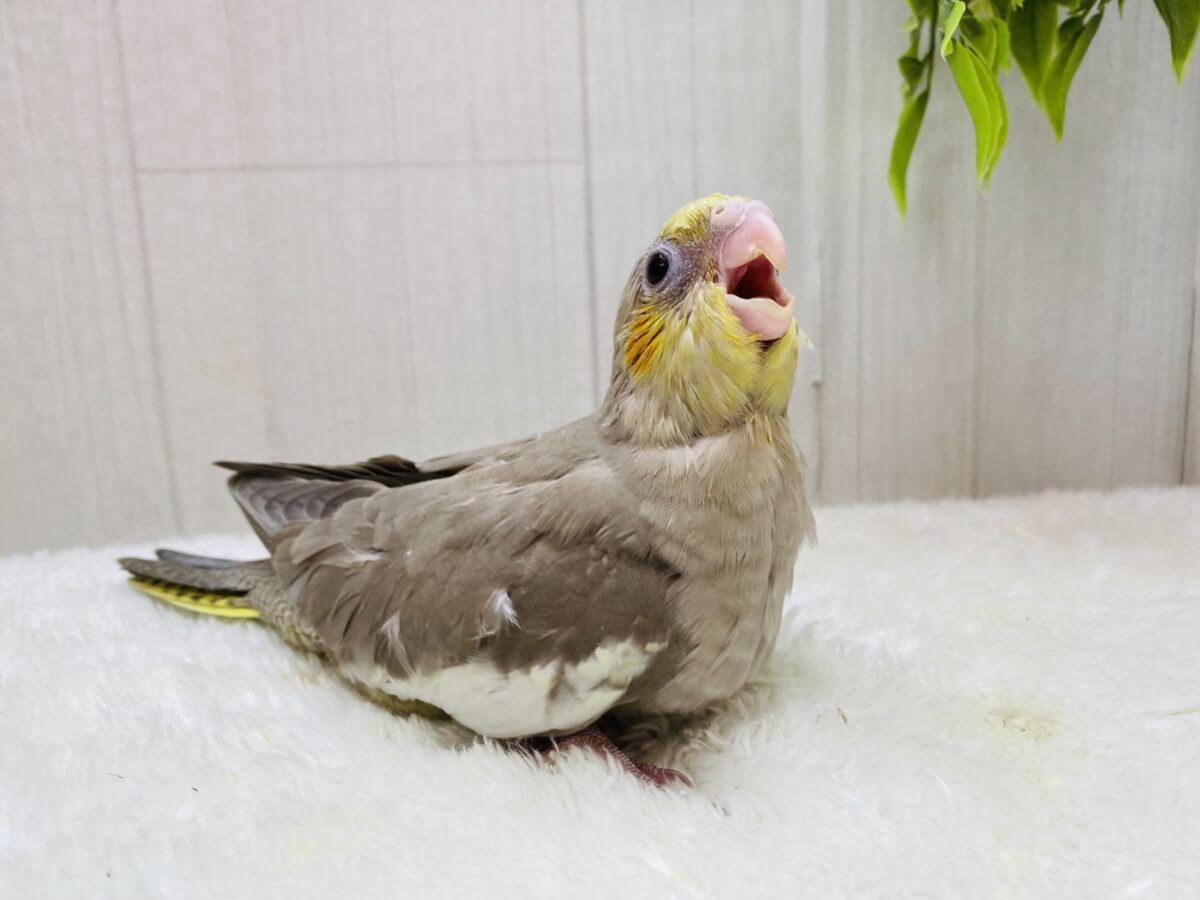 オカメインコ