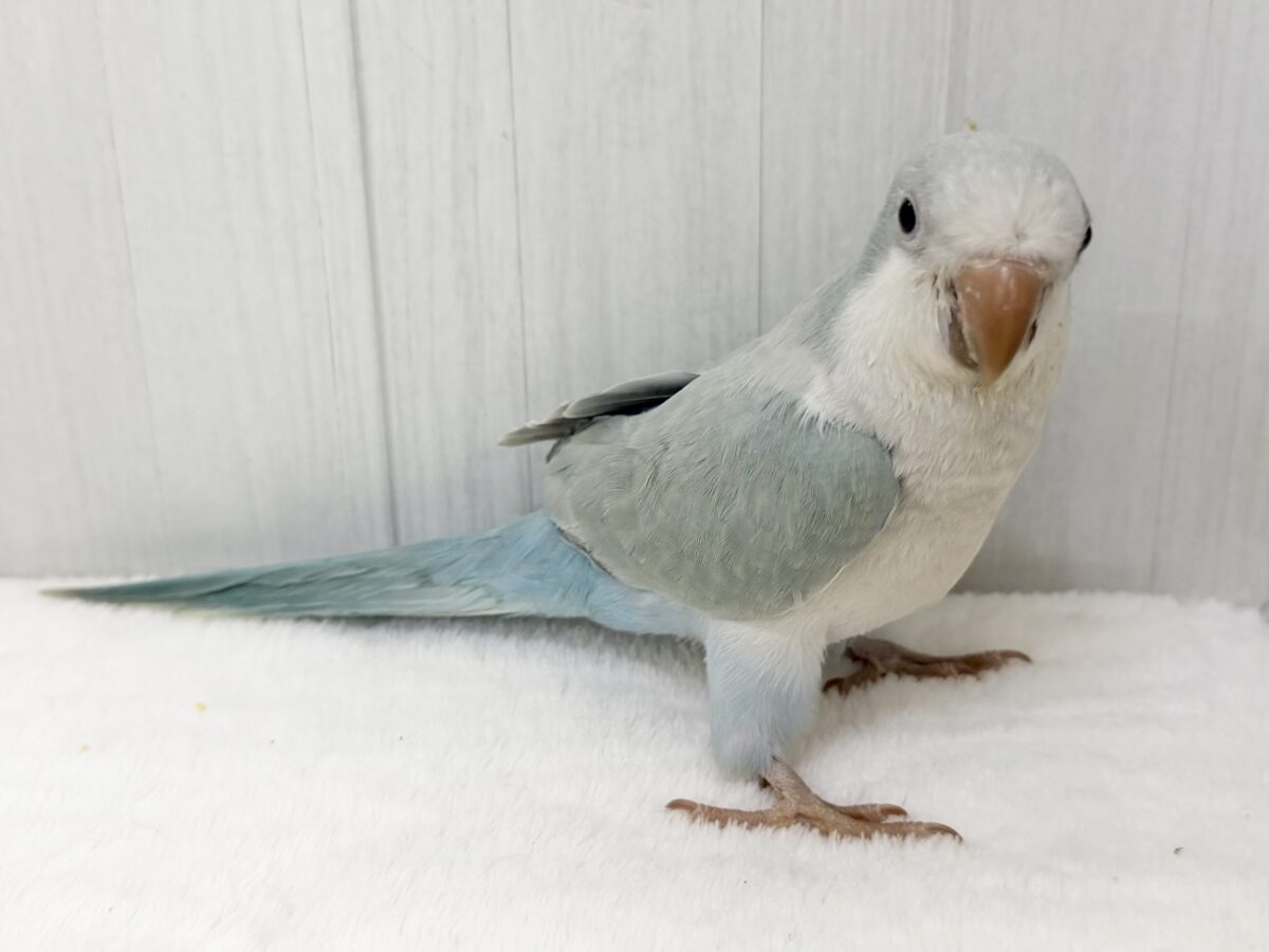 オキナインコ