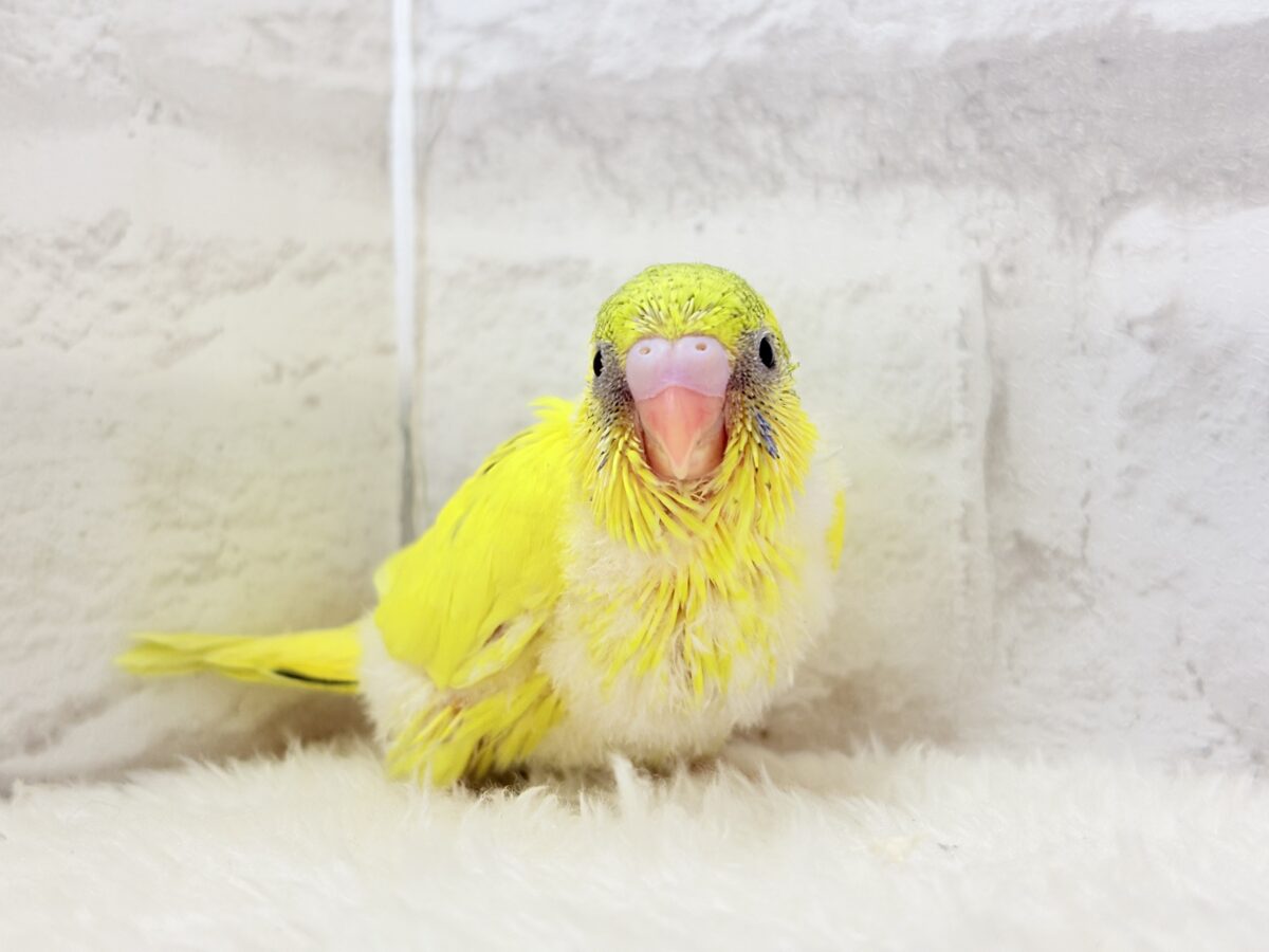 セキセイインコ