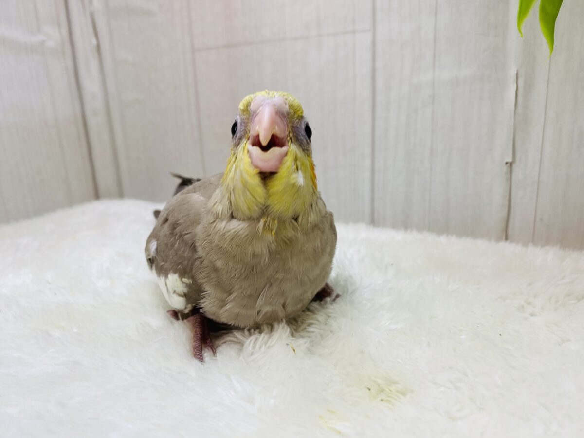 オカメインコ