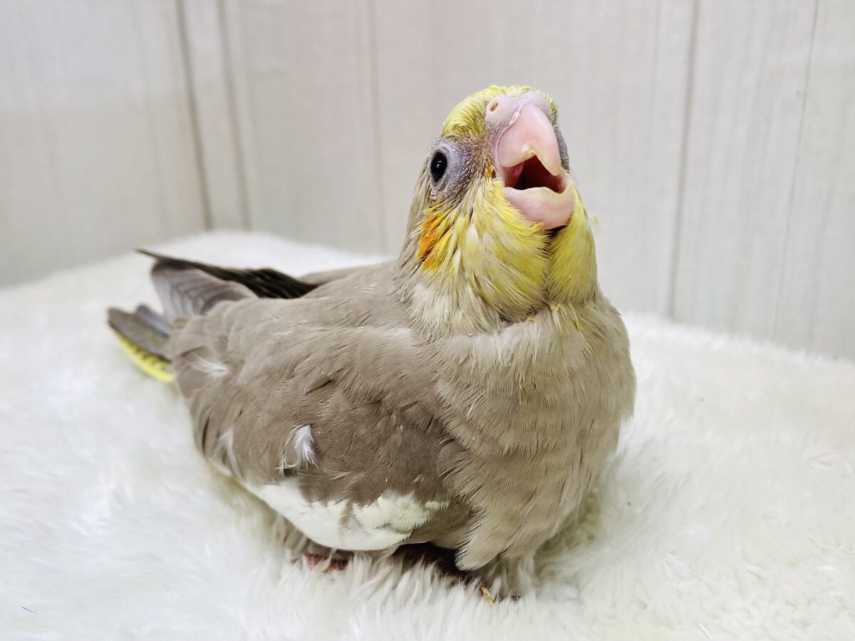 ほっと🤎優しさ溢れるシナモンカラーのオカメインコ‼️