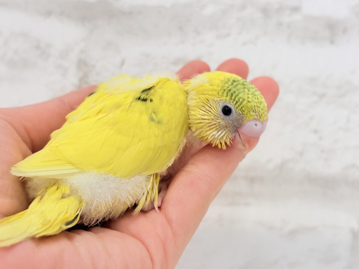セキセイインコ