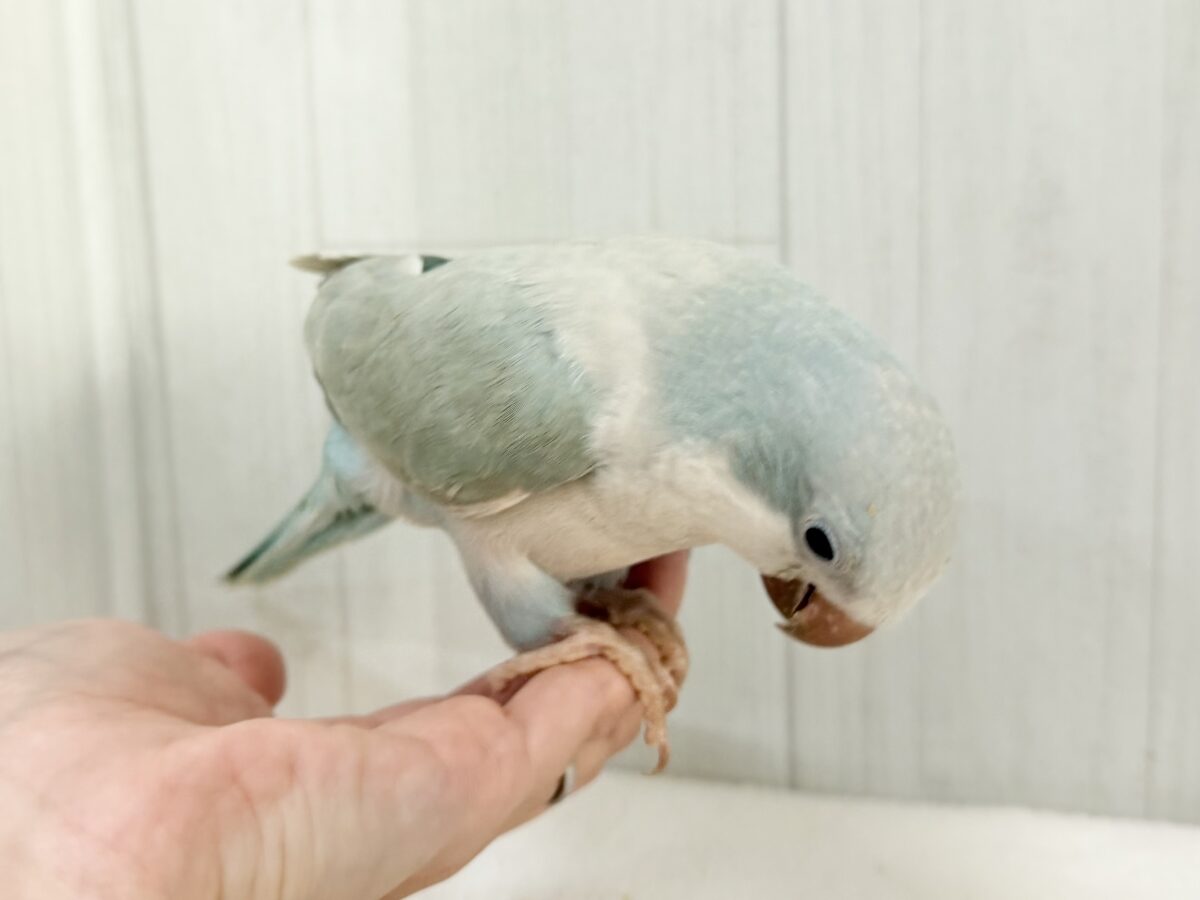 オキナインコ