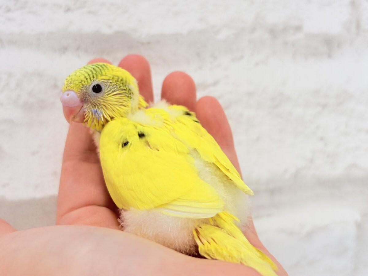 みんなにエネルギーを届けるよ🐣セキセイインコ(パイド) ヒナ セキセイインコ