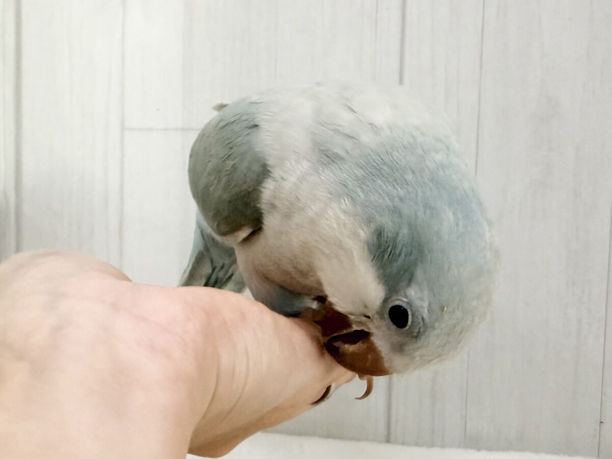 オキナインコ