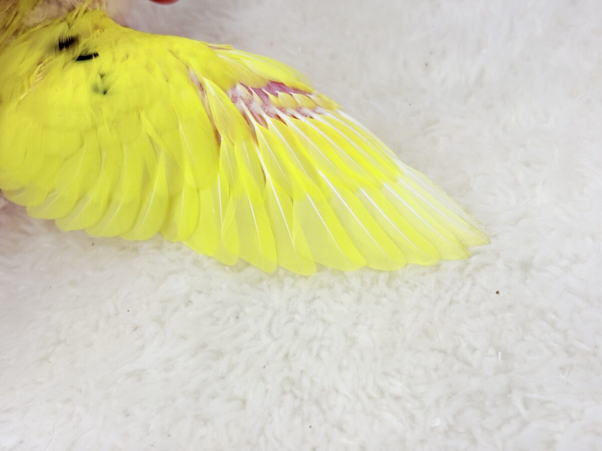 みんなにエネルギーを届けるよ🐣セキセイインコ(パイド) ヒナ セキセイインコ