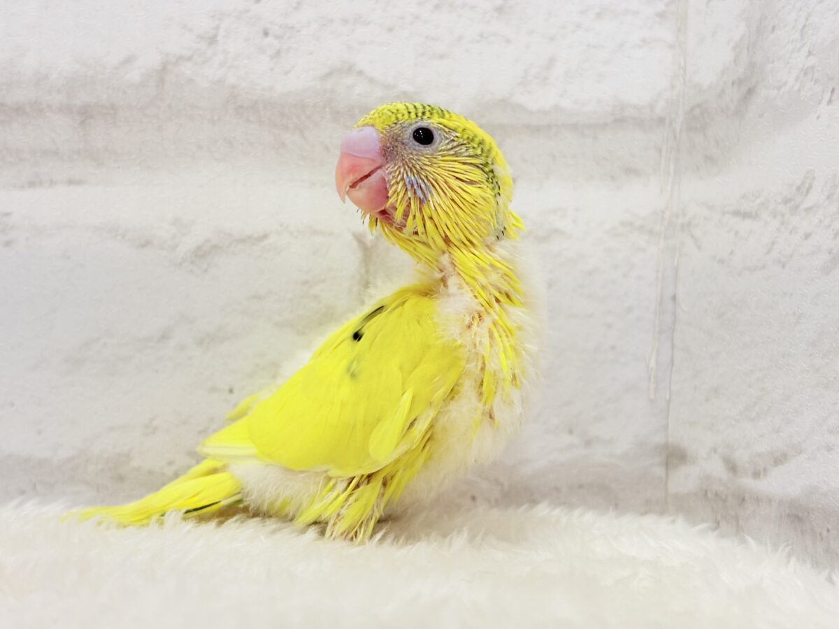 みんなにエネルギーを届けるよ🐣セキセイインコ(パイド) ヒナ セキセイインコ