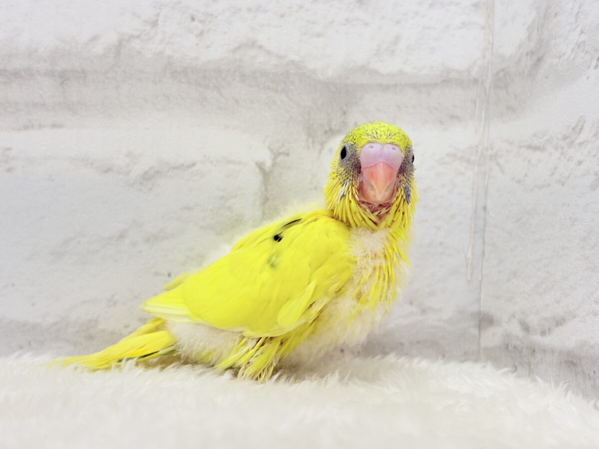 セキセイインコ
