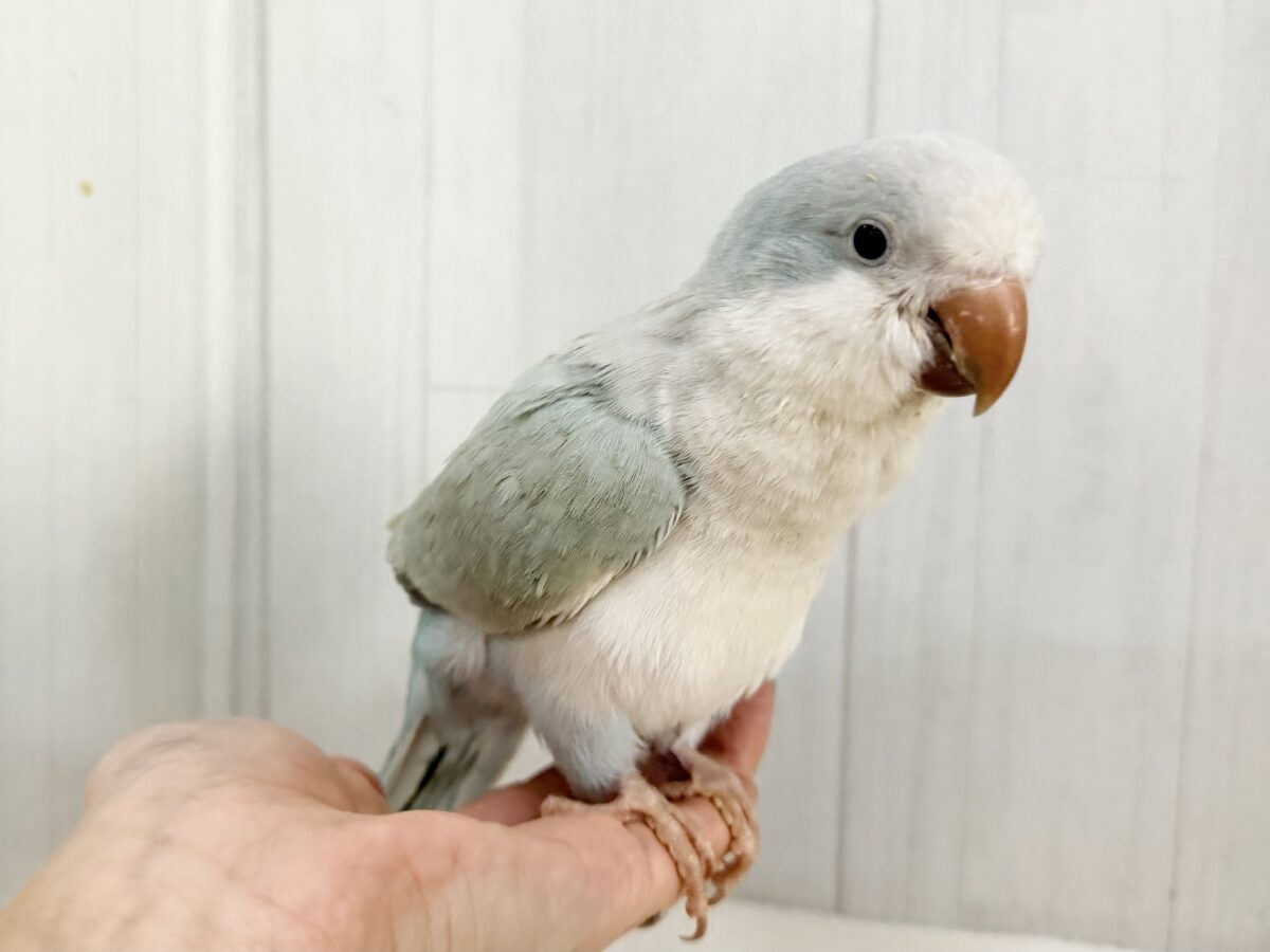 オキナインコ