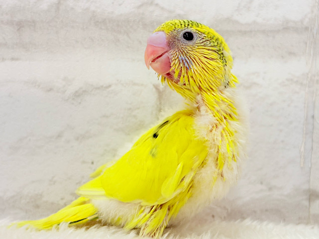 みんなにエネルギーを届けるよ🐣セキセイインコ(パイド) ヒナ みんなにエネルギーを届けるよ🐣セキセイインコ(パイド) ヒナ