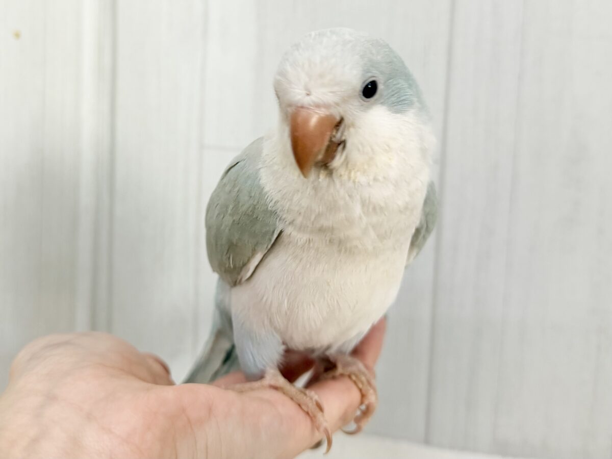 オキナインコ