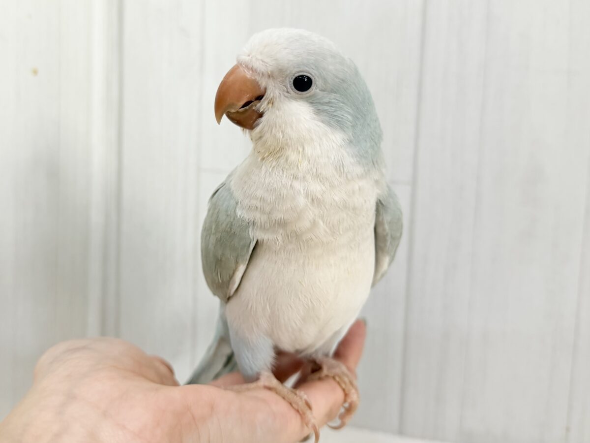 オキナインコ