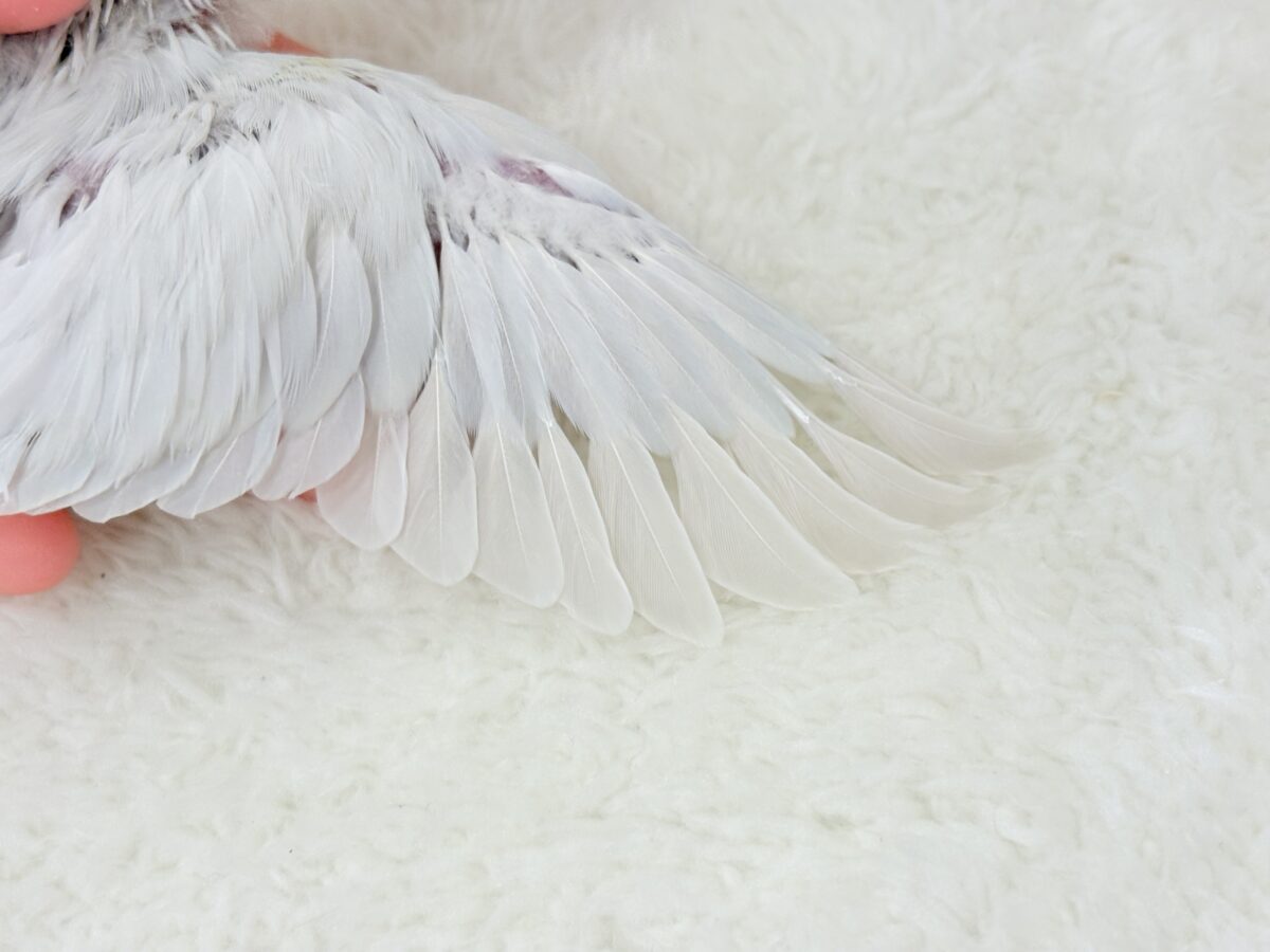 激レア✨ふんわり香る淡い水色🐣🫧コザクラインコ(パリドブルーバイオレット) ヒナ コザクラインコ(小桜インコ)