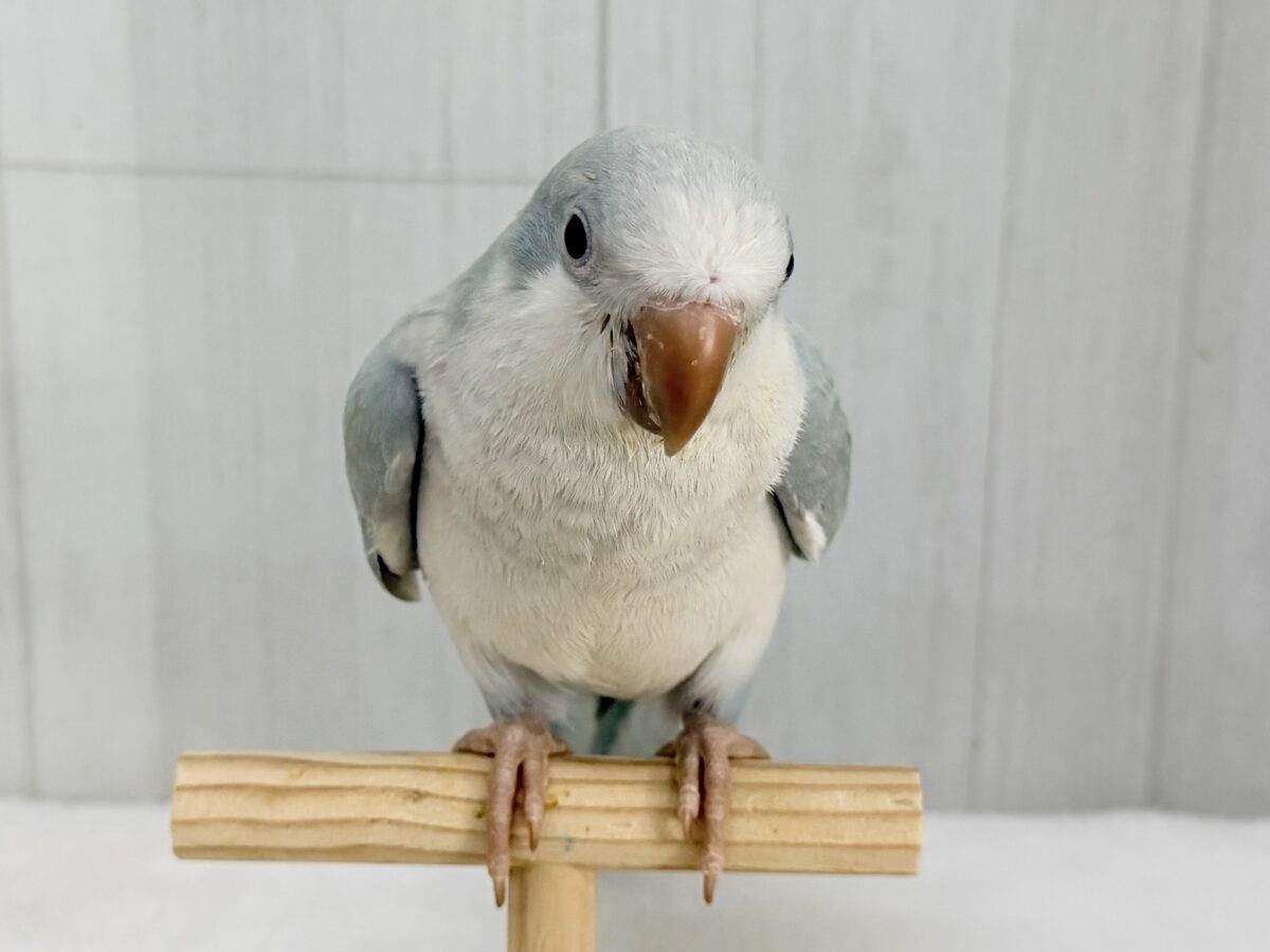 オキナインコ