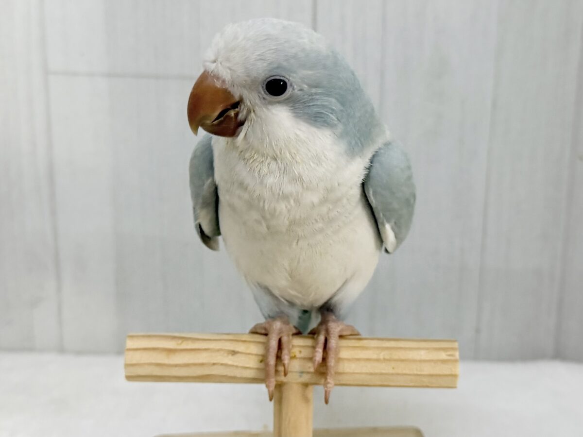 オキナインコ