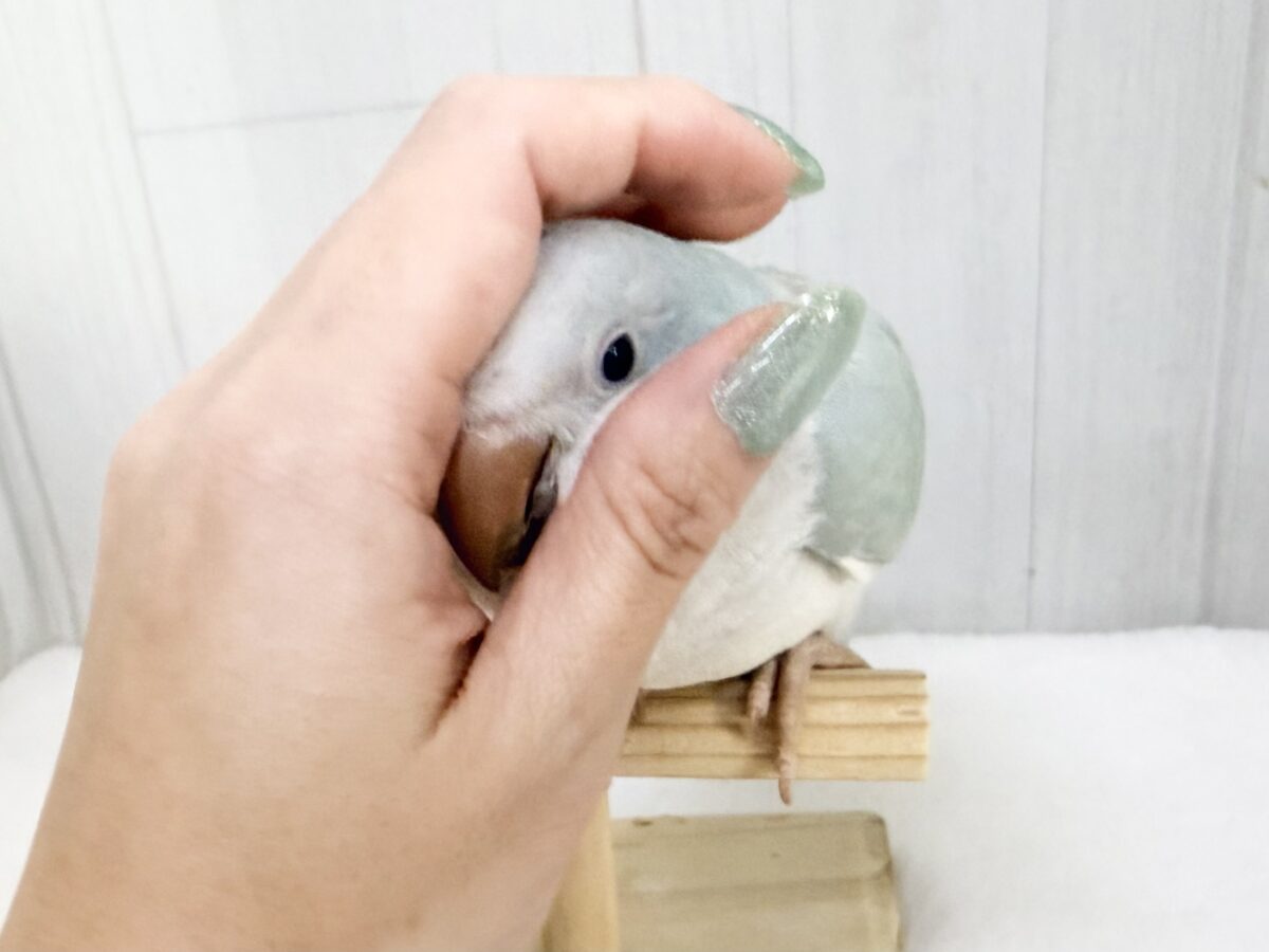 オキナインコ