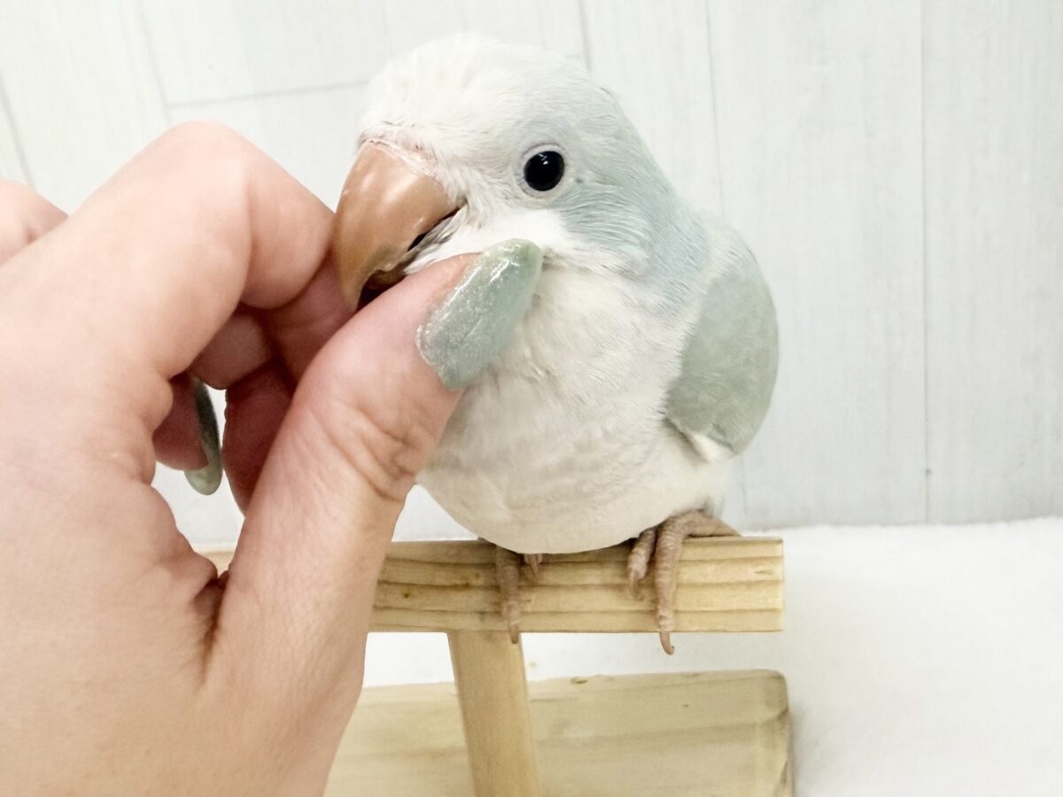 オキナインコ