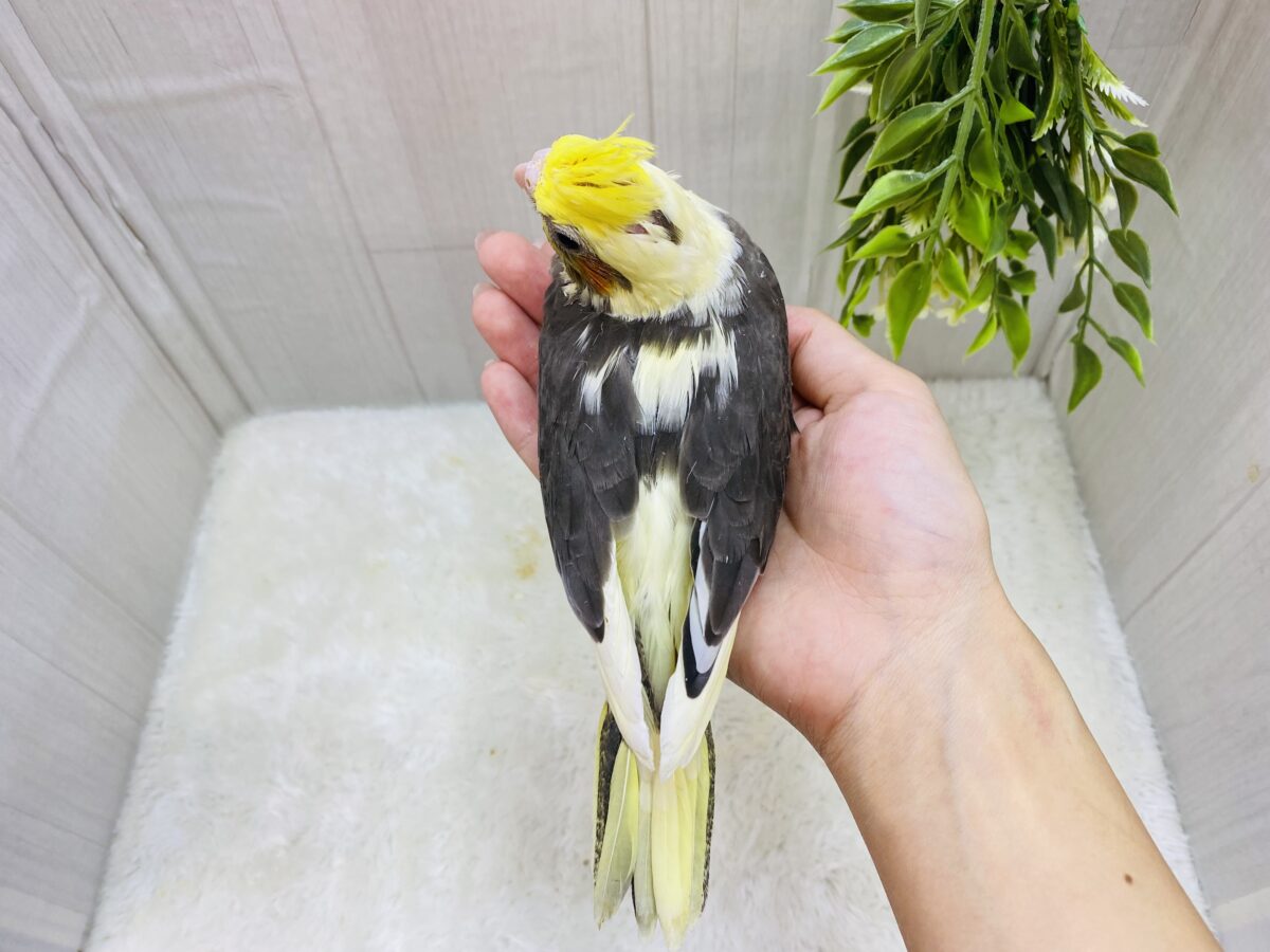 オカメインコ