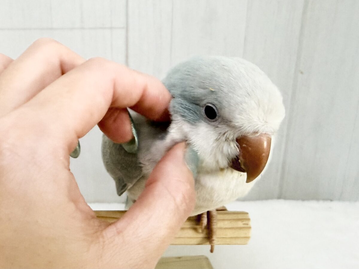 オキナインコ