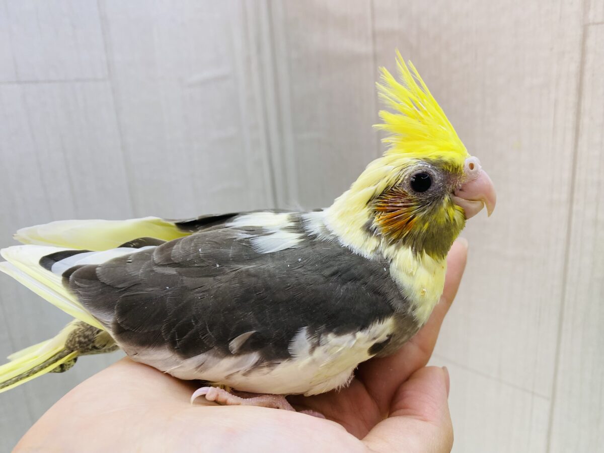 オカメインコ