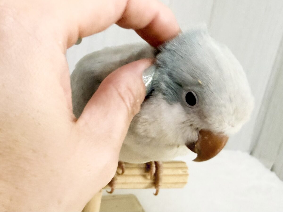 オキナインコ