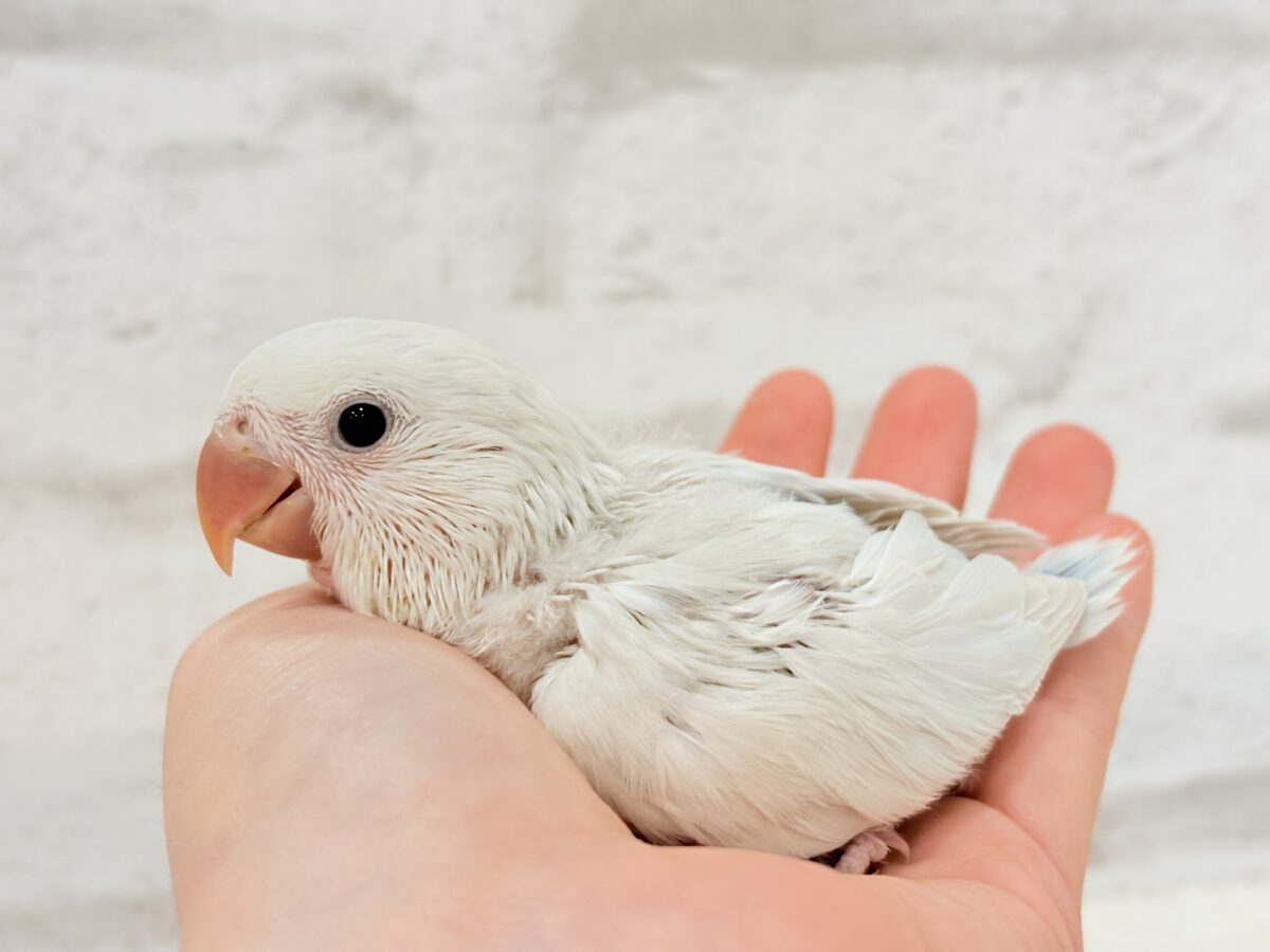 コザクラインコ（小桜インコ）