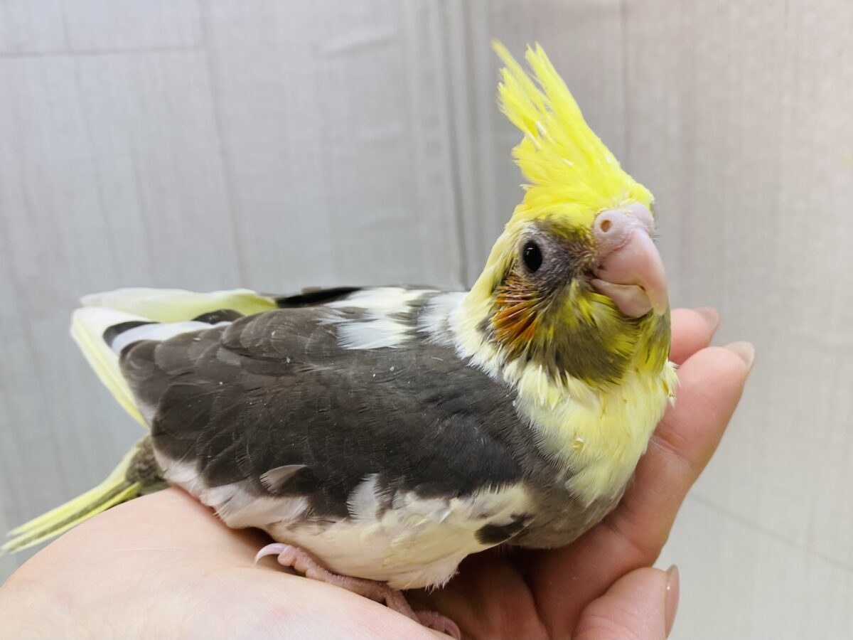 個人的一推し💕💕まだら模様が魅力的なオカメインコパイドカラー🤩