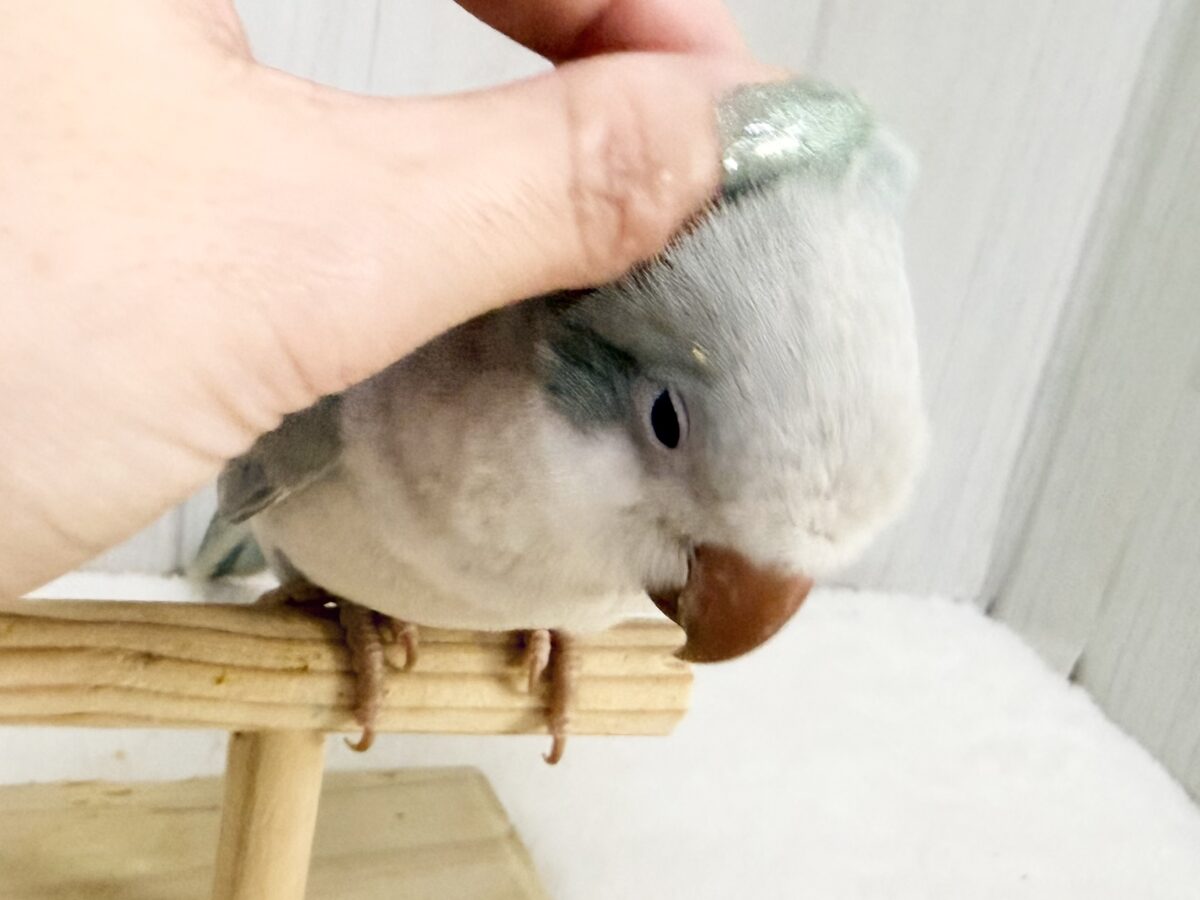 オキナインコ