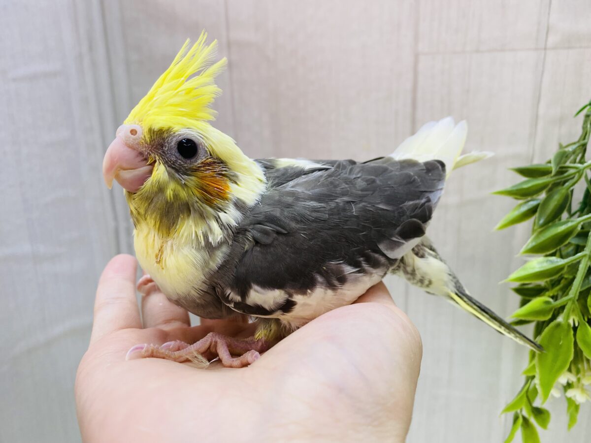 オカメインコ