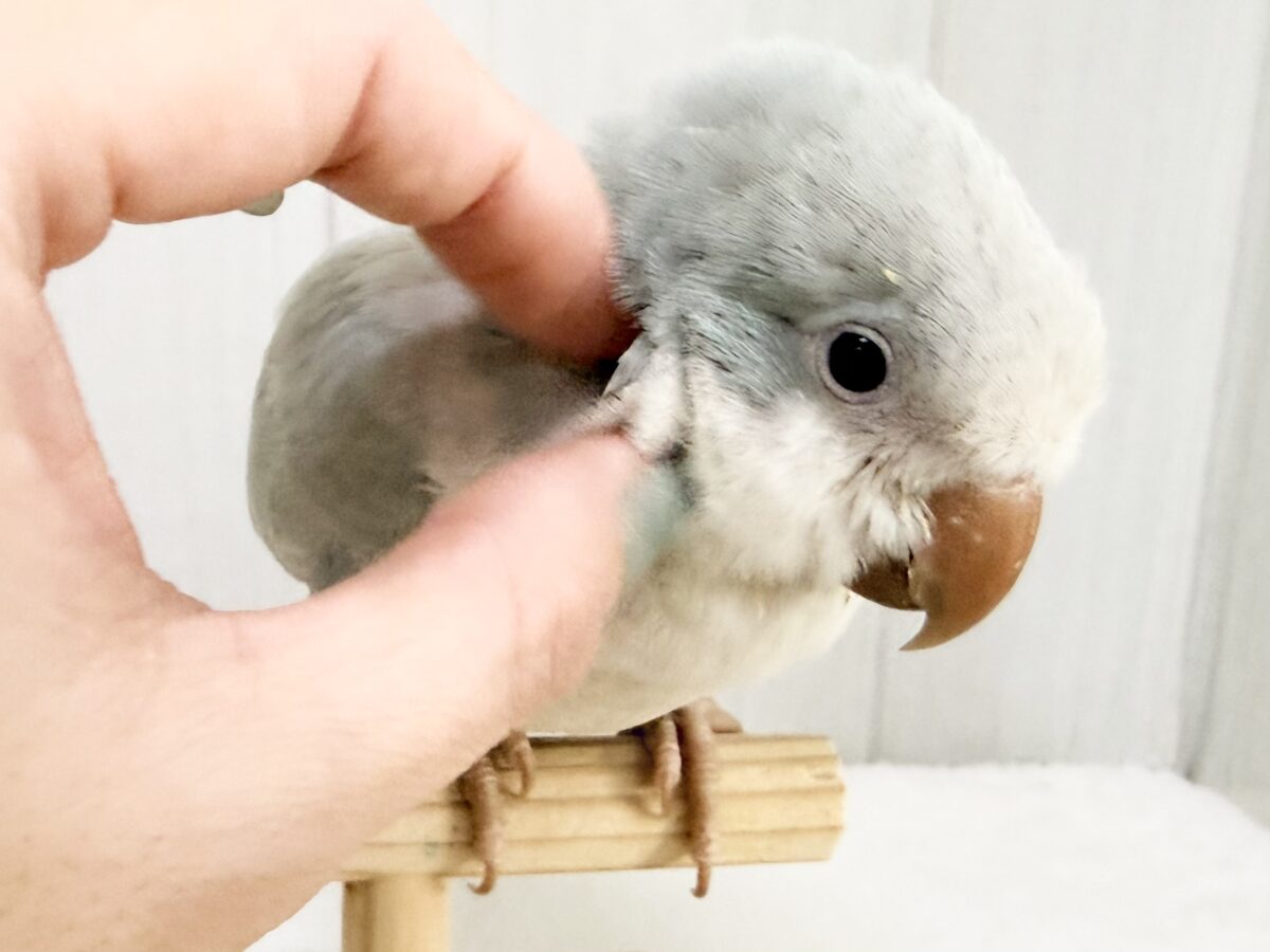 オキナインコ